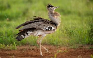 Kori bustard