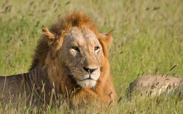Male lion