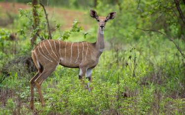 Female lesser kudu