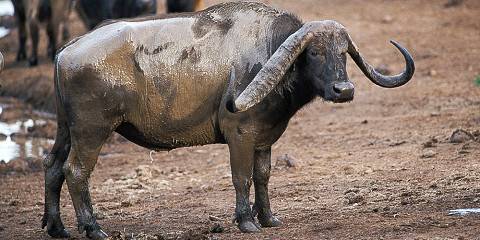 6-Day Marvelous Adventure in Africa - Luxury Safari