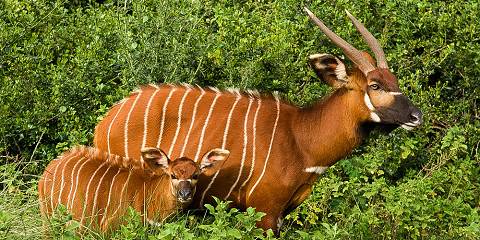 6-Day Explore Aberdares, Naivasha, Nakuru & Masai Mara