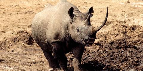 3-Day Amboseli Best Group Joining Safari