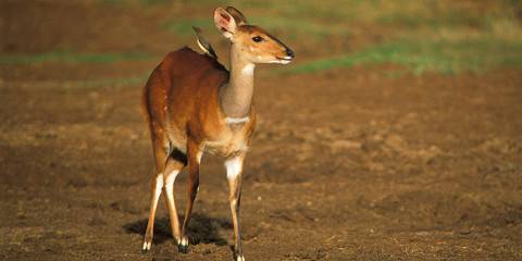 3-Day Aberdare & Ol Pejeta Conservancy