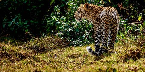 6-Day Amboseli- Mara Fly in Safari