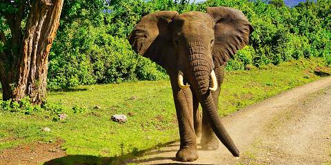 4-Day Amboseli, Tsavo East Drop off Mombasa or Diani