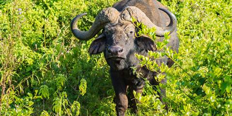 Masai Mara, Nakuru & Hells Gate - Budget Safari