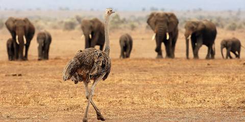 7-Day Tracking the Big Five with Lake Side Experience