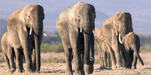 5-Day Amboseli - Nakuru - Masai Mara Luxury Safari