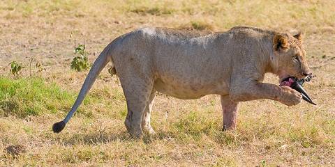 10-Day Private Luxury Safari in a Landcruiser