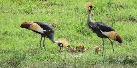 8-Day Spectacular Wildlife & Beach Safari