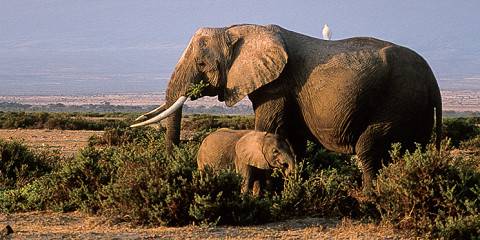 7-Day Amboseli N Park, Tsavo East and Tsavo West Circuit