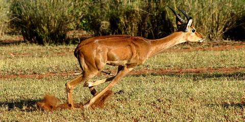 Spectacular Safari Adventure in Amboseli N-Park