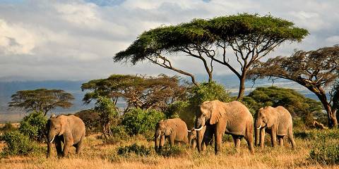 1-Day Amboseli National Park Safari Using Landcruiser