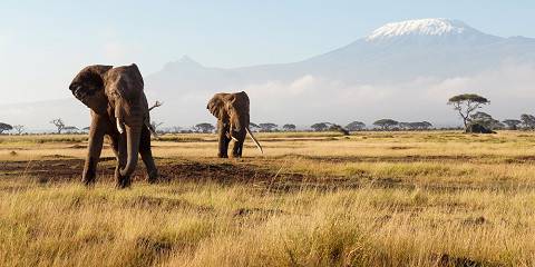 3-Day Little Amanya Camp Amboseli Private Tour