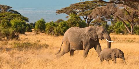 4-Day Tsavo West, Amboseli, & Tsavo East Safari