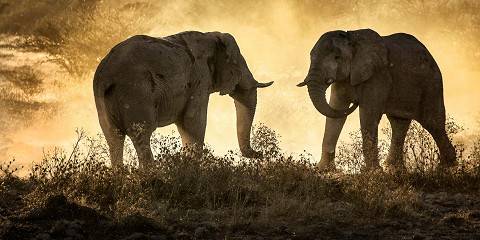 Wild Fly-in Luxury Wildlife Group-Joining Safari