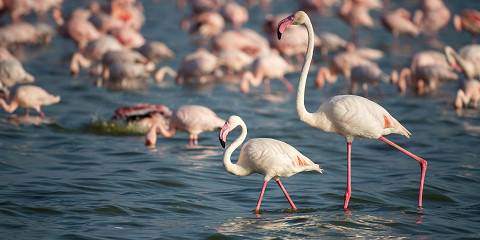 Naivasha Adventure Tour