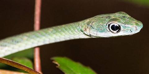7-Day Wildlife Wonders to Coastal Paradise