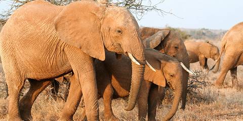 13-Day Budget-Friendly Kenya & Tanzania Safari Expedition