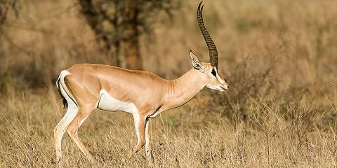 4-Day Masai Mara and Lake Nakuru 4x4 Land Cruiser Jeep