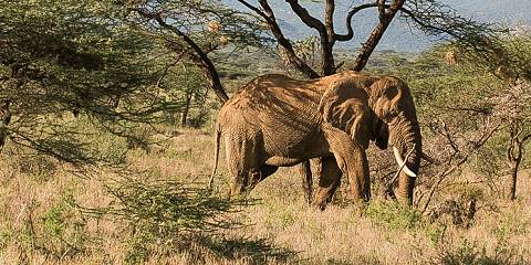 6-Day Wild Northern Kenya the Untamed Circuit