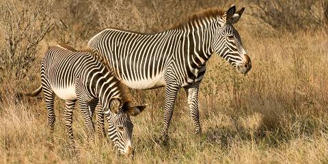 11-Day The Big Five & Rare Special Five Adventure Safari