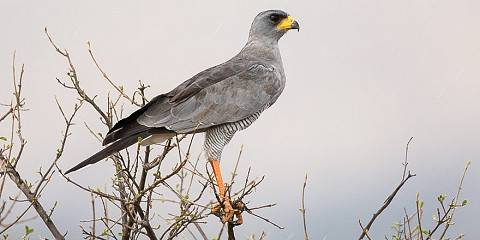 10-Day Kenya Birding and Wildlife Photography Tour