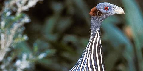 5-Day In the Lakes and Wild Safari