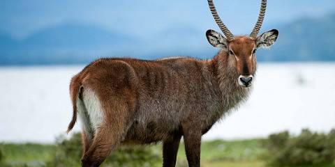 4-Day Masai Mara and Lake Naivasha Private Safari