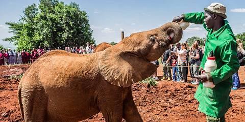 1-Day Nairobi Layover Safari Experience 8 + Hours