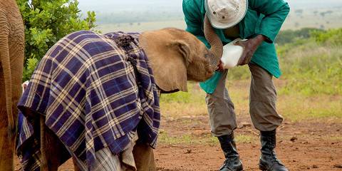 7-Day Kenya Classic Migration Safari