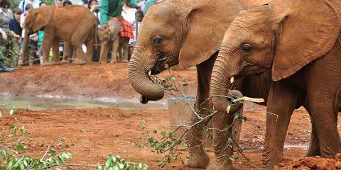 8-Day Nairobi, Amboseli, Samburu, Mara Safari