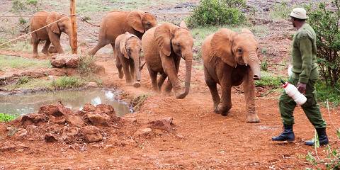 4-Day Tour to Diani/Watamu/Mombasa via Tsavo & Amboseli