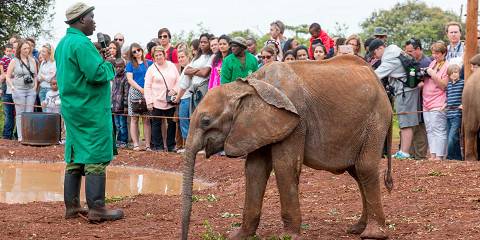 Nairobi and Giraffe Centre Tour