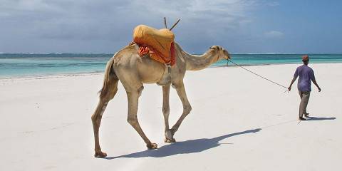 8-Day Luxury Amboseli, Tsavo West, Saltlick & Diani Tour