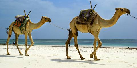 6-Day Coastal Plains to Kilimanjaro Safari
