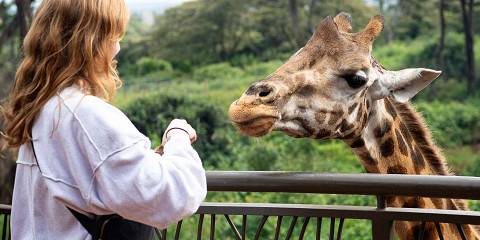 ½-Day Nairobi City Safari with Elephant & Giraffe Center
