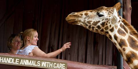 1-Day Nairobi Wildlife, Culture & City Vibes Experience