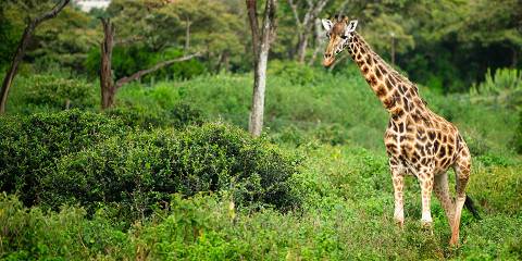 The Famous Mara – Mid-Range Masai Mara Safari