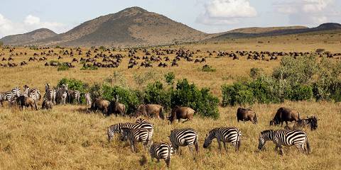 7-Day Magical Kenya Mid-Range Safari 2026-2027