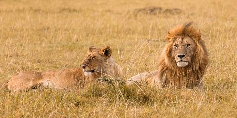3-Day Masai Mara Mid-Range Private Safari from Nairobi