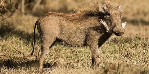 3-Day Masai Mara Budget Tour - Private Safari