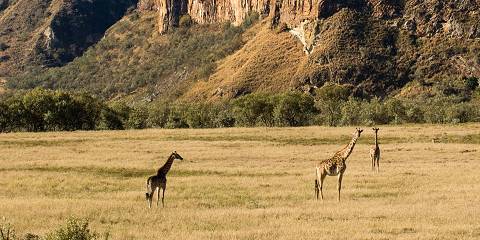 7-Day Once in a Lifetime Kenyan Safari