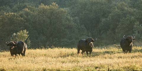 4-Day Mara-Nakuru Budget Wildlife Safari in Kenya