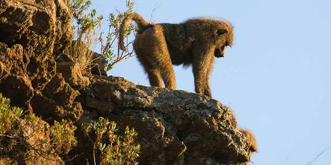 5-Day Marvelous Bush Adventure