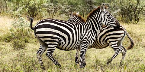 5-Day Coastal Region Wildlife Encounter