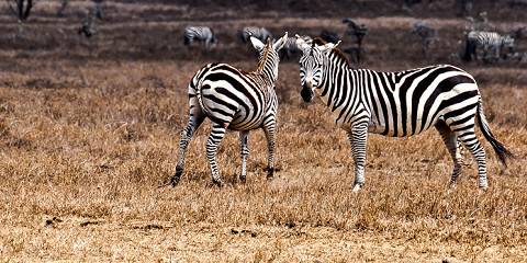 Luxurious Mara, Nakuru, Naivasha & Hells Gate Tour