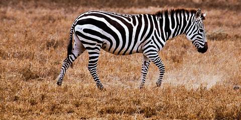 Maasai Mara & Lake Nakuru Group Joining Safari