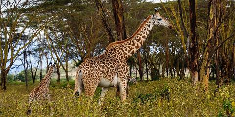 5-Day Lk Naivasha, Lk Nakuru & Masai Mara N Reserve