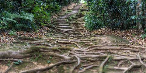 Mount Kenya Scenic Trekking Expedition